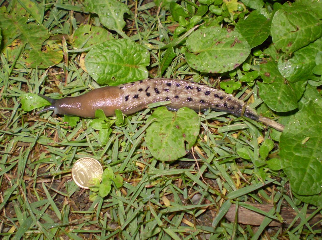 Limax aldrovandi Moquin-Tandon 1855 (Levanto SP)